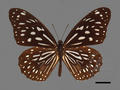 Tirumata hamata subsp. septentrion (specimen)