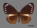 Euploea tulliolus subsp. koxinga (specimen)
