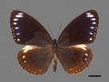 Euploea eunice subsp. hobsoni (specimen)