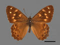 Lethe niitakana (specimen)