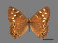 Lethe niitakana (specimen)