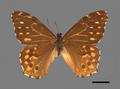 Neope pulaha subsp. didia (specimen)