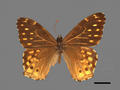 Neope pulaha subsp. didia (specimen)