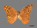 Neope bremeri subsp. taiwana (specimen)