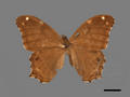 Lethe rohria subsp. daemoniaca (specimen)