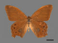 Lethe christophi subsp. hanako (specimen)