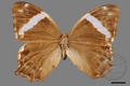 Lethe europa pavida (specimen)