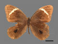 Lethe mataja (specimen)