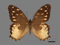 Neope armandii subsp. lacticolora (specimen)