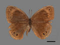 Lethe butleri subsp. periscelis (specimen)