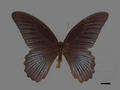 Papilio memnon subsp. heronus (specimen)