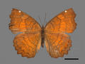 Ariadne ariadne subsp. pallidior (specimen)