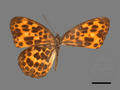 Timelaea albescens subsp. formosana (specimen)