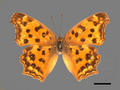 Polygonia c-aureum subsp. lunulata (specimen)