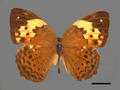 Cupha erymanthis subsp. erymanthis (specimen)