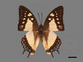 Polyura eudamippus subsp. formosana (specimen)