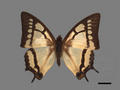 Polyura narcaea subsp. meghaduta (specimen)