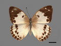 Helcyra superba subsp. takamukui (specimen)