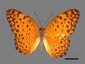 Phalanta phalantha (specimen)