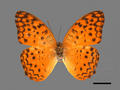 Phalanta phalantha (specimen)