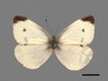 Pieris rapae subsp. crucivora (specimen)