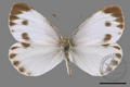 Pieris canidia (specimen)