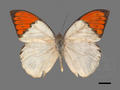 Hebomoia glaucippe subsp. formosana (specimen)