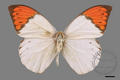 Hebomoia glaucippe formosana (specimen)