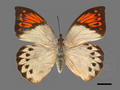 Hebomoia glaucippe subsp. formosana (specimen)