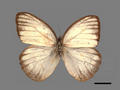 Cepora nadina subsp. eunama (specimen)
