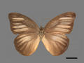 Aporia lyncida subsp. formosana (specimen)