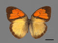 Ixias pyrene subsp. insignis (specimen)