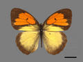 Ixias pyrene subsp. insignis (specimen)