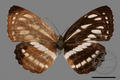 Neptis soma tayalina (specimen)