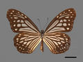 Parantica aglea subsp. maghaba (specimen)