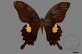 Papilio helenus fortunius (specimen)