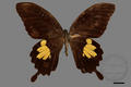 Papilio helenus fortunius (specimen)