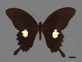 Papilio helenus subsp. fortunius (specimen)