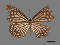 Parantica aglea subsp. maghaba (specimen)