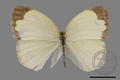 Eurema alitha esakii (specimen)