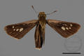 Parnara guttata guttata (specimen)
