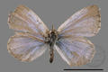 Zizeeria maha okinawana (specimen)