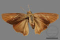 Badamia exclamationis (specimen)