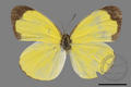 Eurema brigitta formosana (specimen)