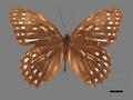 Penthema formosanum (specimen)