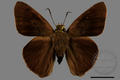 Hasora taminatus vairacana (specimen)