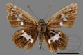 Daimio tethys moorei (specimen)