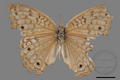 Junonia atlites (specimen)