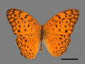 Phalanta phalantha (specimen)