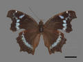 Kaniska canace subsp. drilon (specimen)
